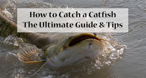 How to catch a catfish. Things To Know About How to catch a catfish. 